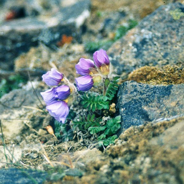 Polemonium boreale Svalbard RE a